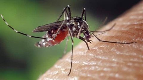 寨卡病毒,疫情,伊蚊,感染个案,美国之音,报导,黄热病,防蚊措施,蚊叮