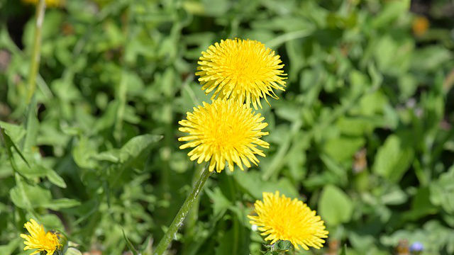 草药,蒲公英