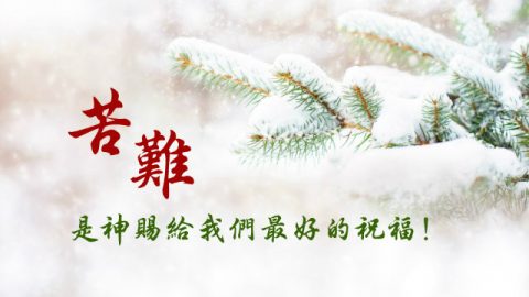 雪松,苦难