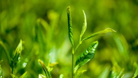 茶树的奇妙功用