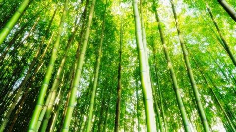 小竹笋成长记,告诉我们……(有声读物)
