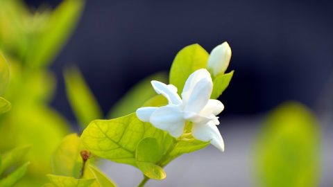 茉莉花,心灵感悟,人生