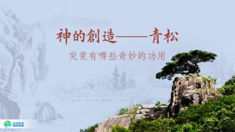 神的创造,青松