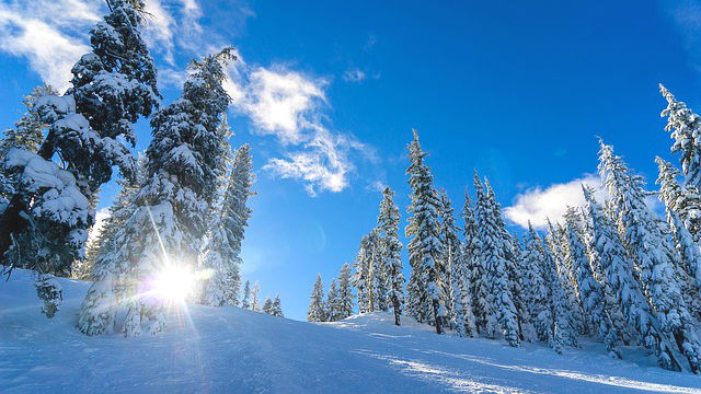 雪松,试炼