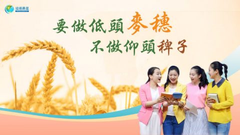 基督徒心得：要做低头麦穗，不做仰头稗子