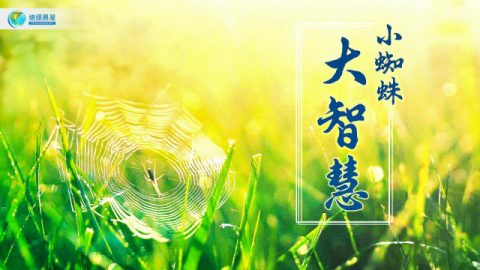 小蜘蛛,大智慧