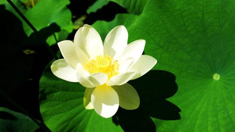 荷花源于神对我们的爱