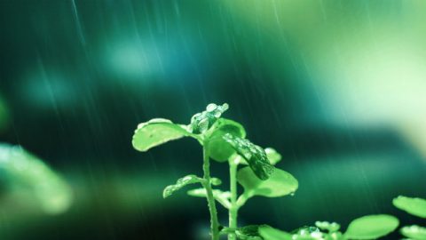 雨中的小草图片